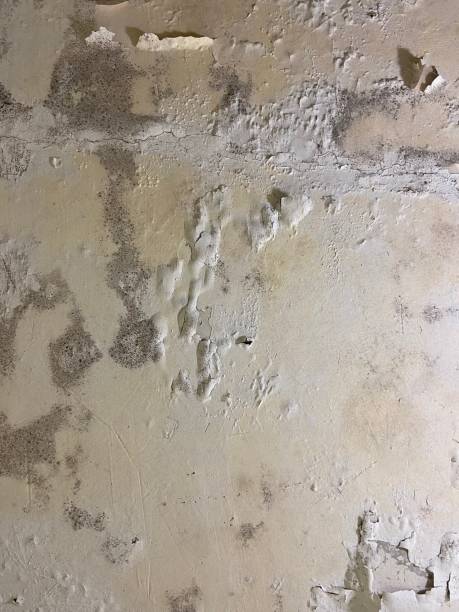 Best Mold Damage Repair  in Winter Haven, FL