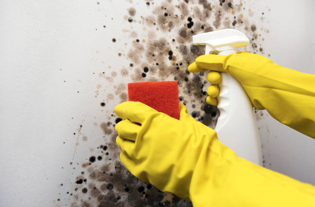 Best Toxic Mold Removal  in Winter Haven, FL