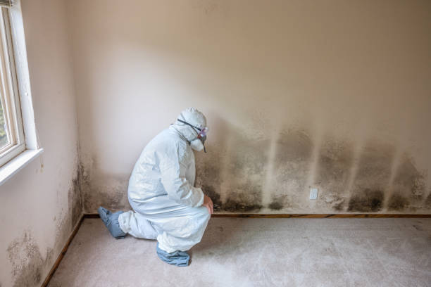 Best Attic Mold Removal  in Winter Haven, FL