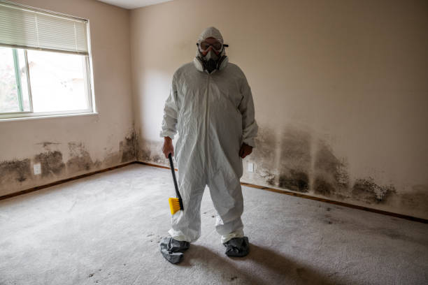 Office Mold Removal Services in Winter Haven, FL